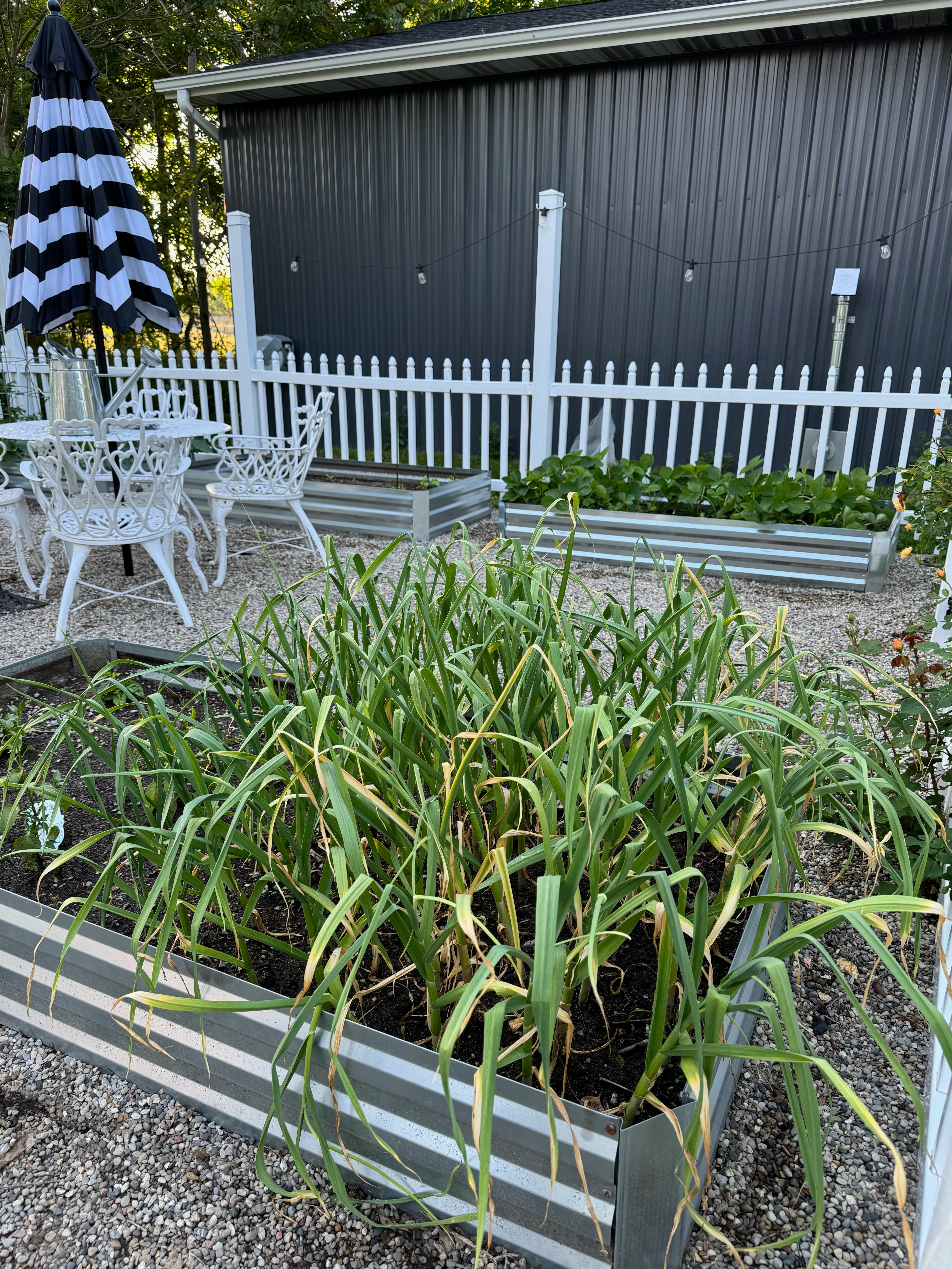 image of a bed of garlic